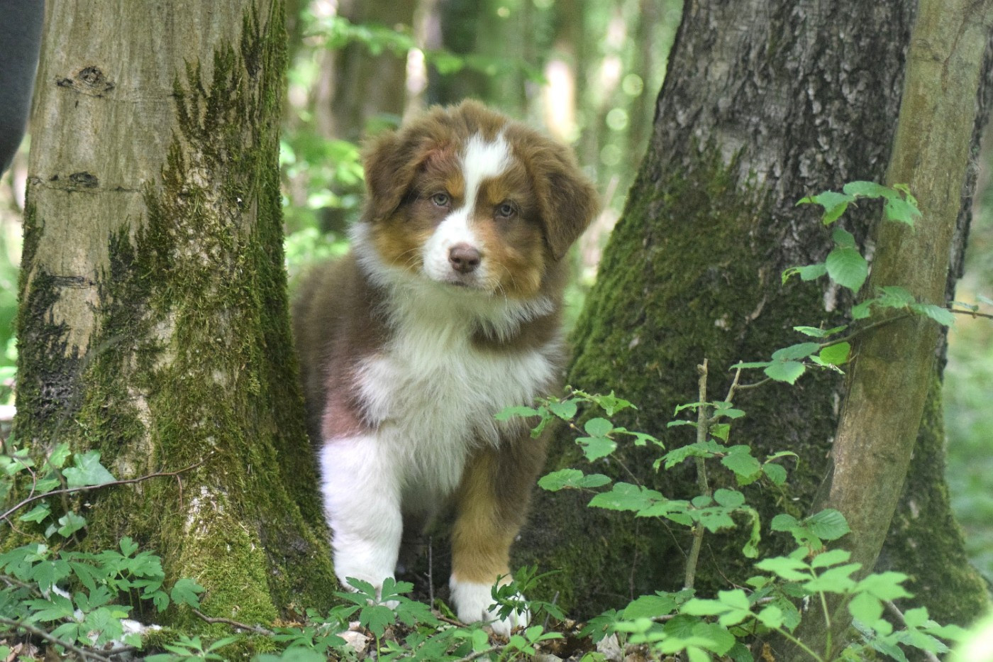 du Jardin des Heliades - Chiots disponibles - Berger Australien