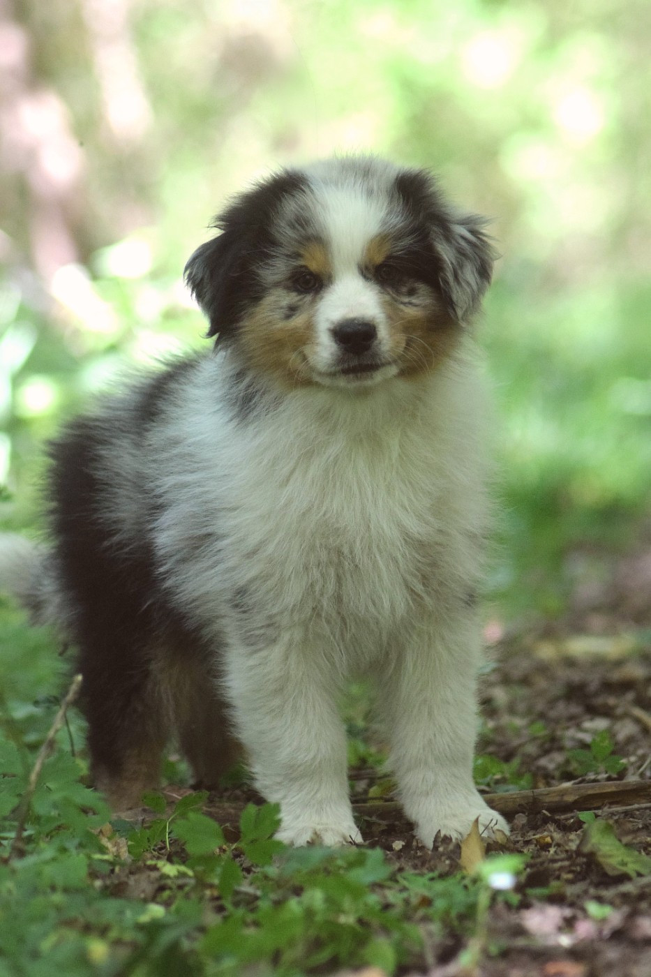 du Jardin des Heliades - Chiots disponibles - Berger Australien