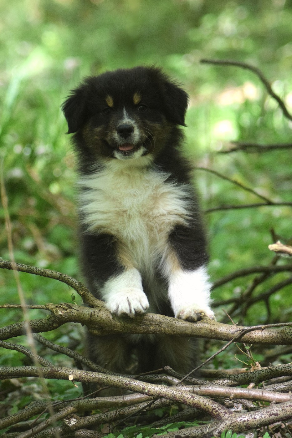 du Jardin des Heliades - Chiots disponibles - Berger Australien