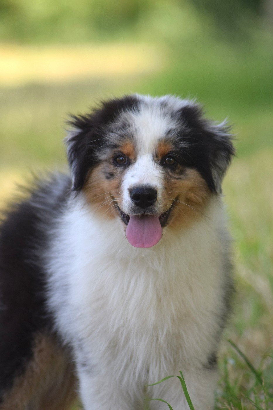 du Jardin des Heliades - Chiots disponibles - Berger Australien
