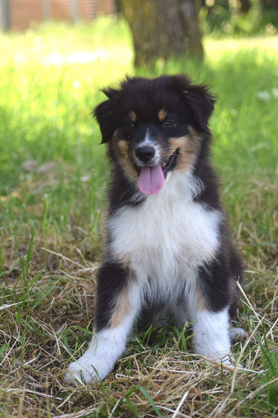 du Jardin des Heliades - Chiots disponibles - Berger Australien