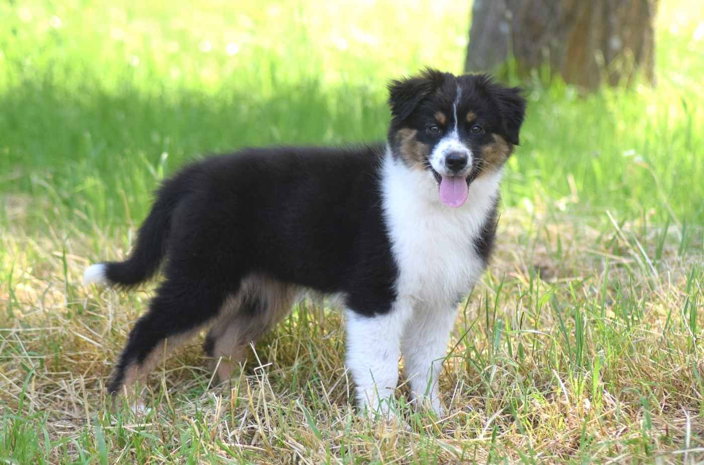du Jardin des Heliades - Chiots disponibles - Berger Australien