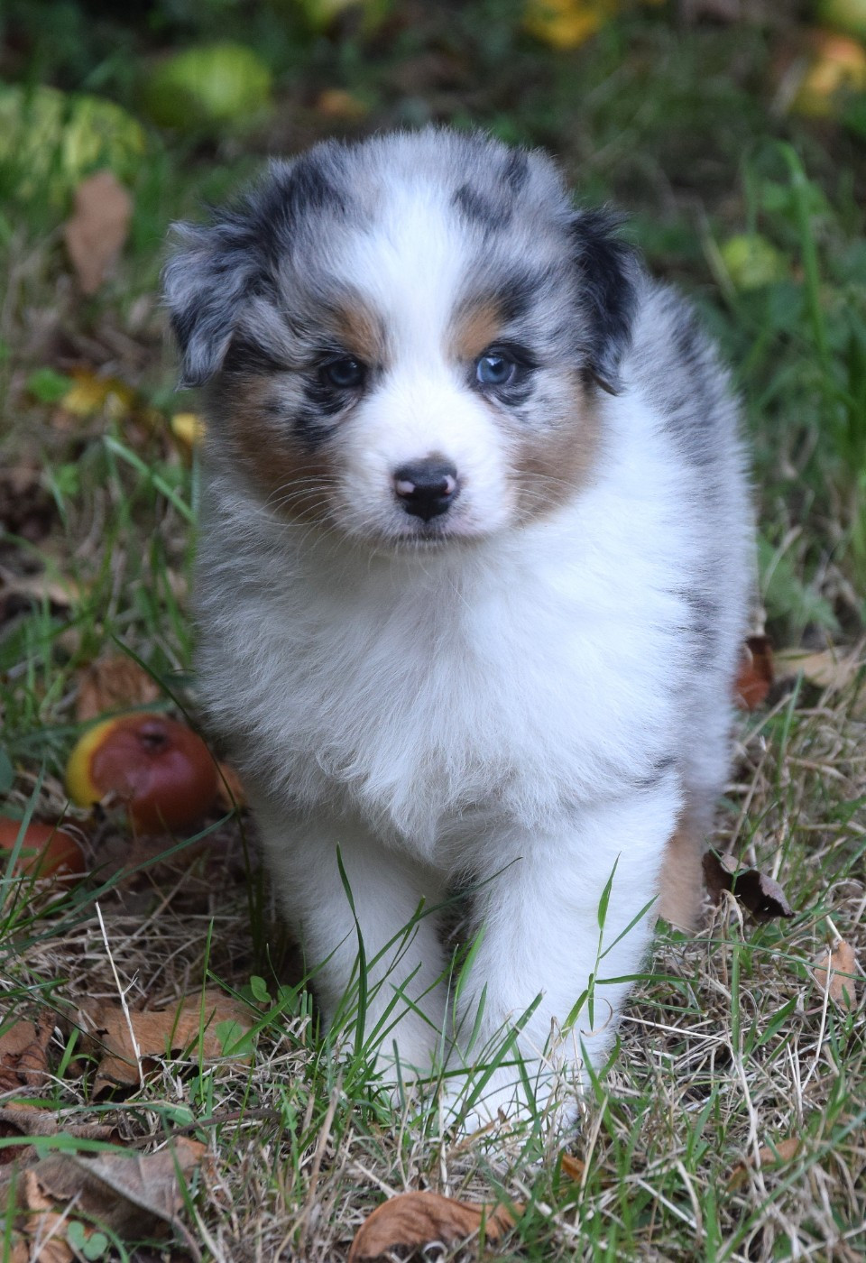 du Jardin des Heliades - Chiots disponibles - Berger Australien