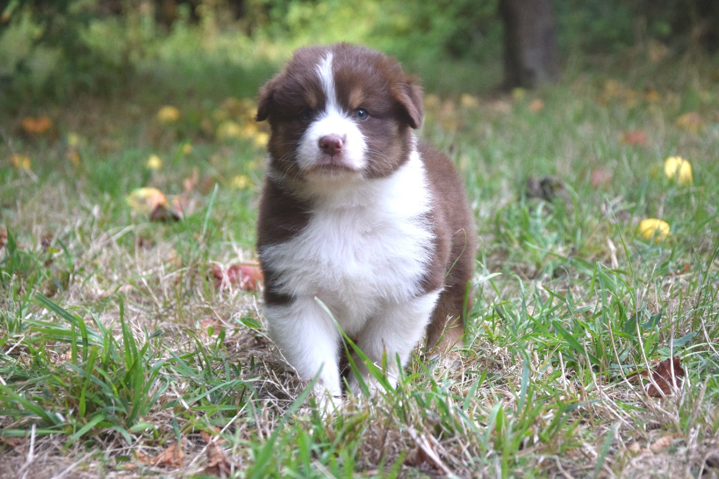 du Jardin des Heliades - Chiots disponibles - Berger Australien