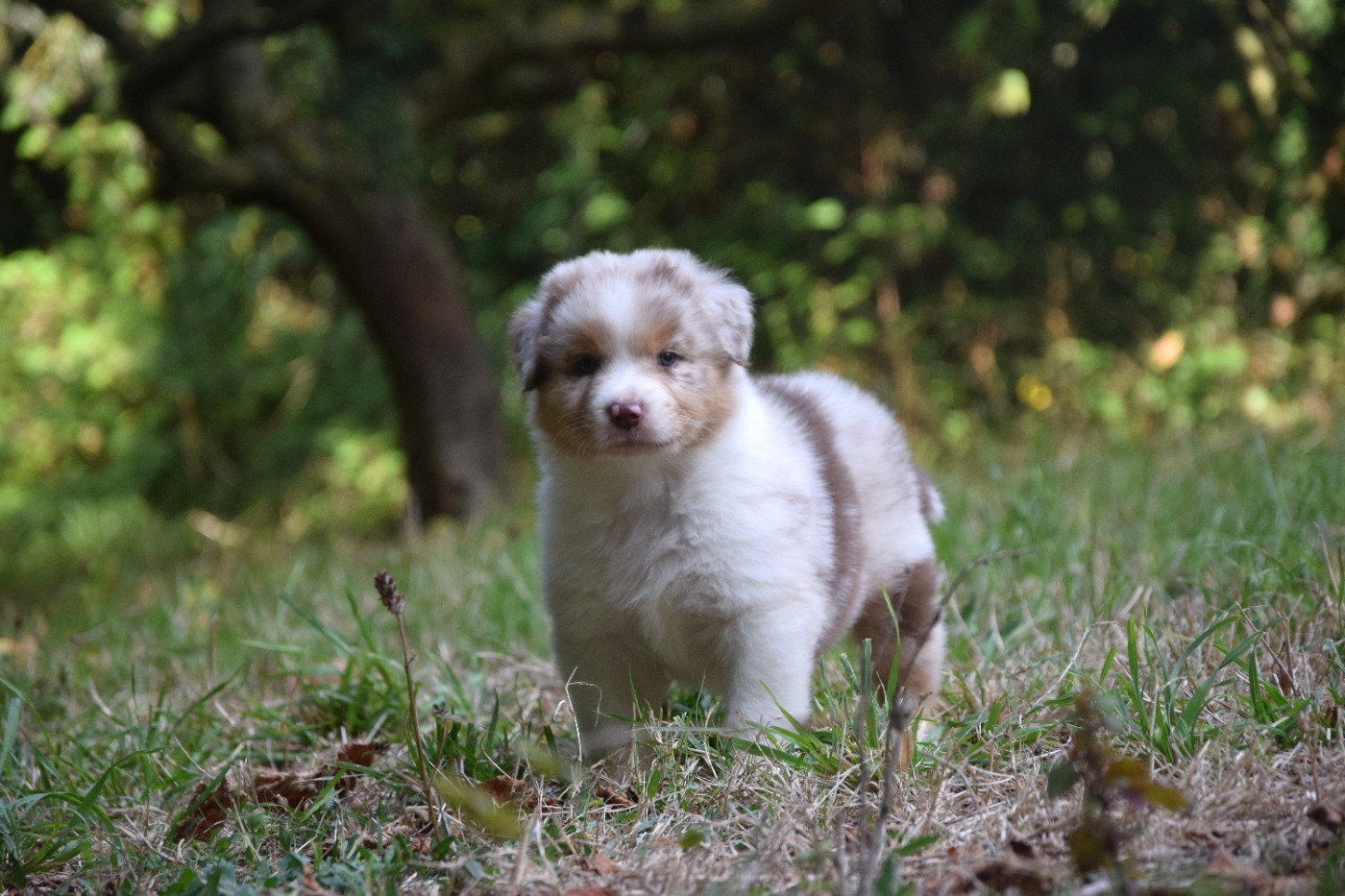 du Jardin des Heliades - Chiots disponibles - Berger Australien