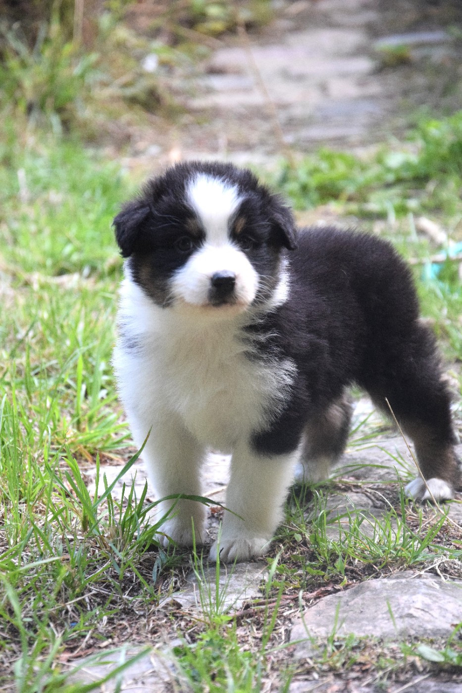 du Jardin des Heliades - Chiots disponibles - Berger Australien