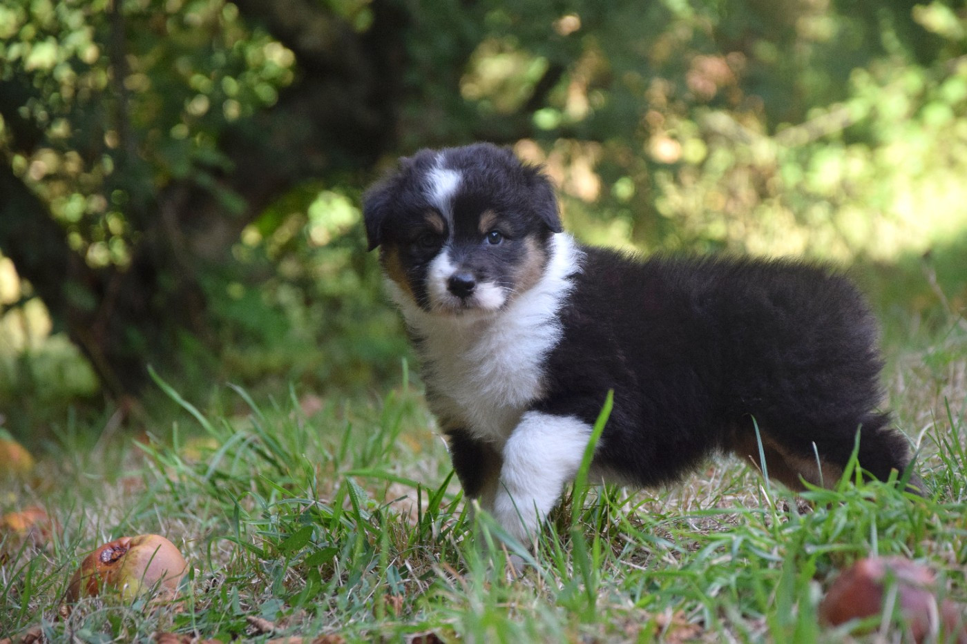 du Jardin des Heliades - Chiots disponibles - Berger Australien