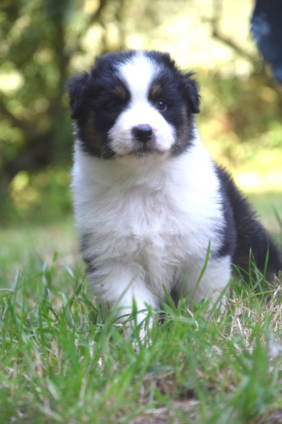 du Jardin des Heliades - Chiots disponibles - Berger Australien