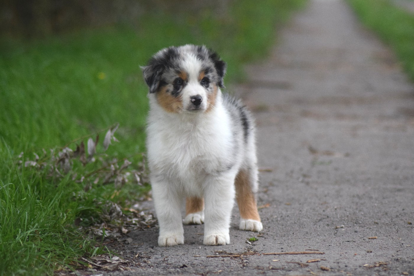 du Jardin des Heliades - Chiots disponibles - Berger Australien