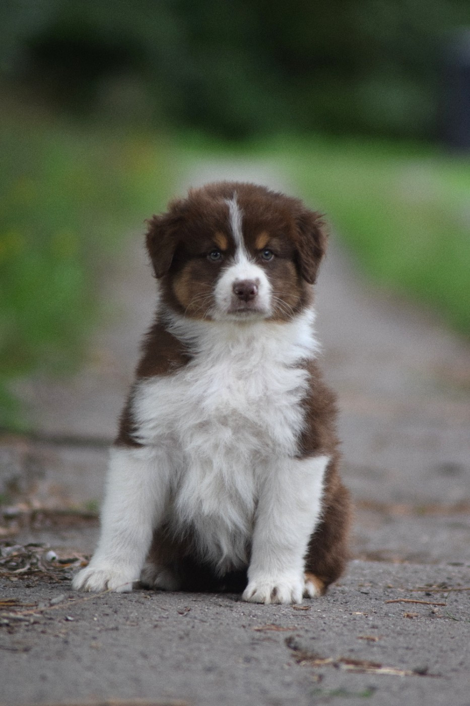 du Jardin des Heliades - Chiots disponibles - Berger Australien