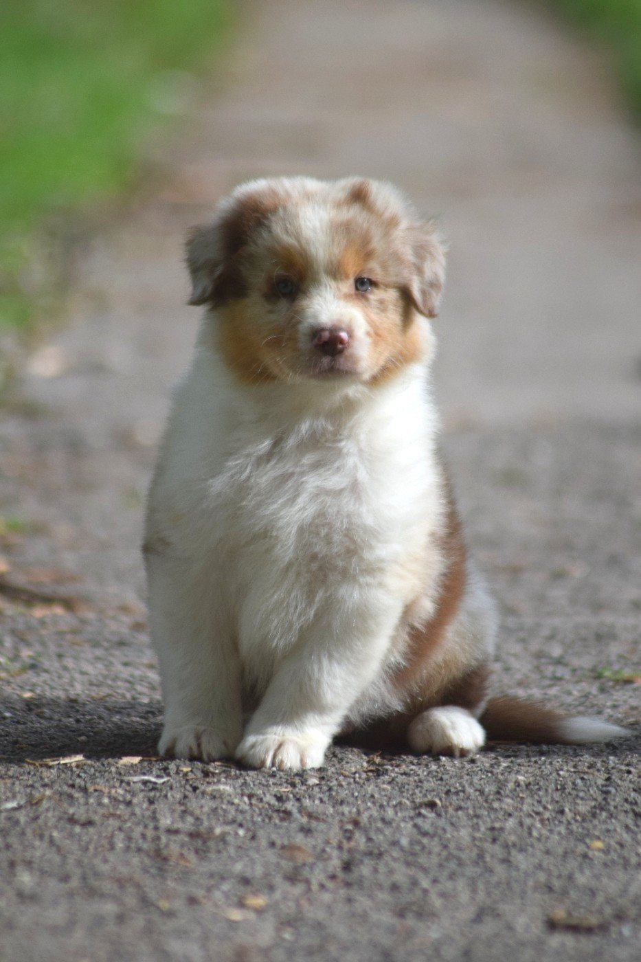 du Jardin des Heliades - Chiots disponibles - Berger Australien