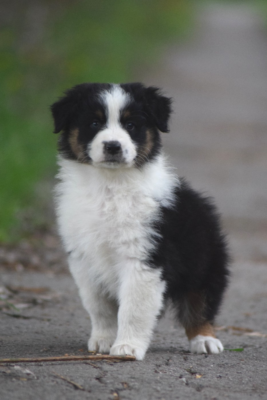 du Jardin des Heliades - Chiots disponibles - Berger Australien