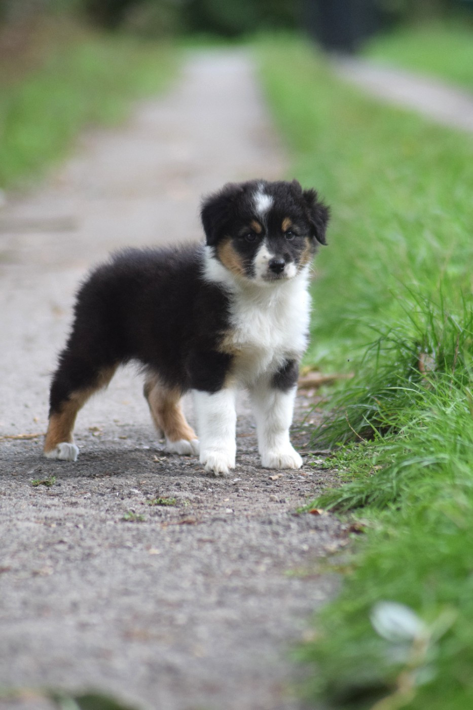 du Jardin des Heliades - Chiots disponibles - Berger Australien