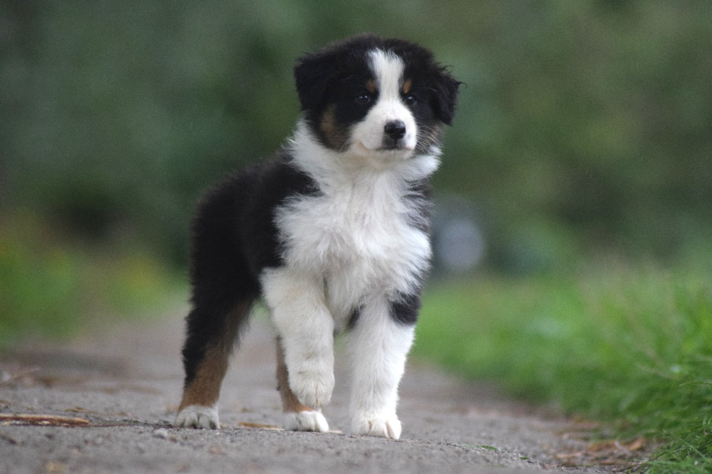du Jardin des Heliades - Chiots disponibles - Berger Australien