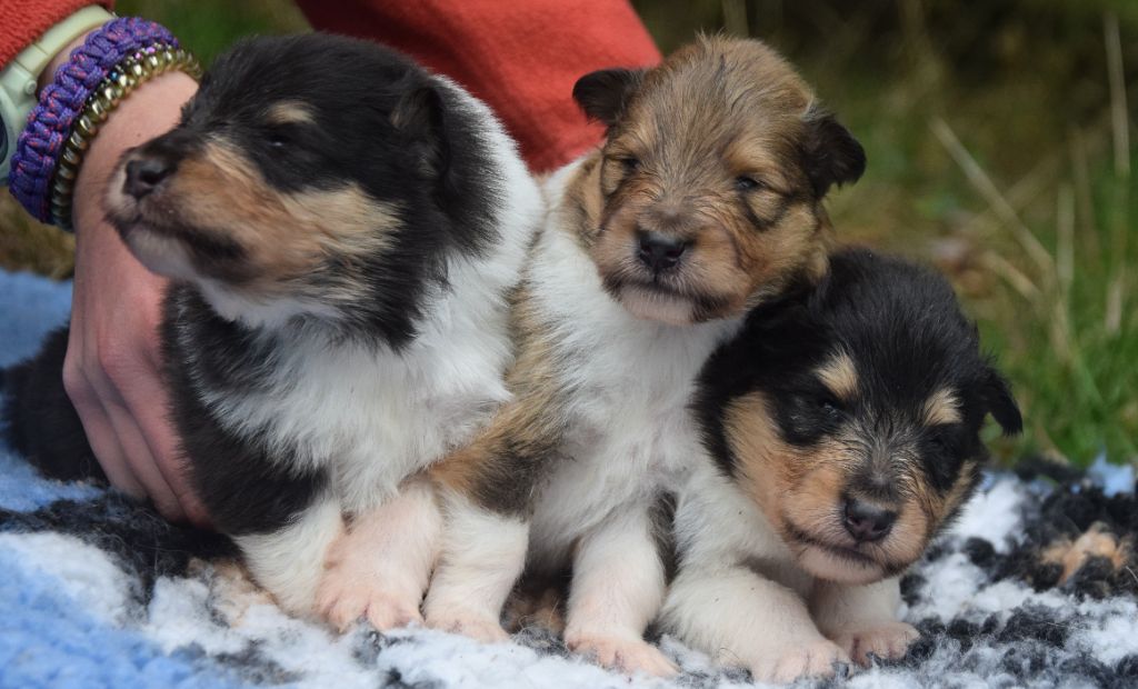 du Jardin des Heliades - Chiots disponibles - Colley à poil long