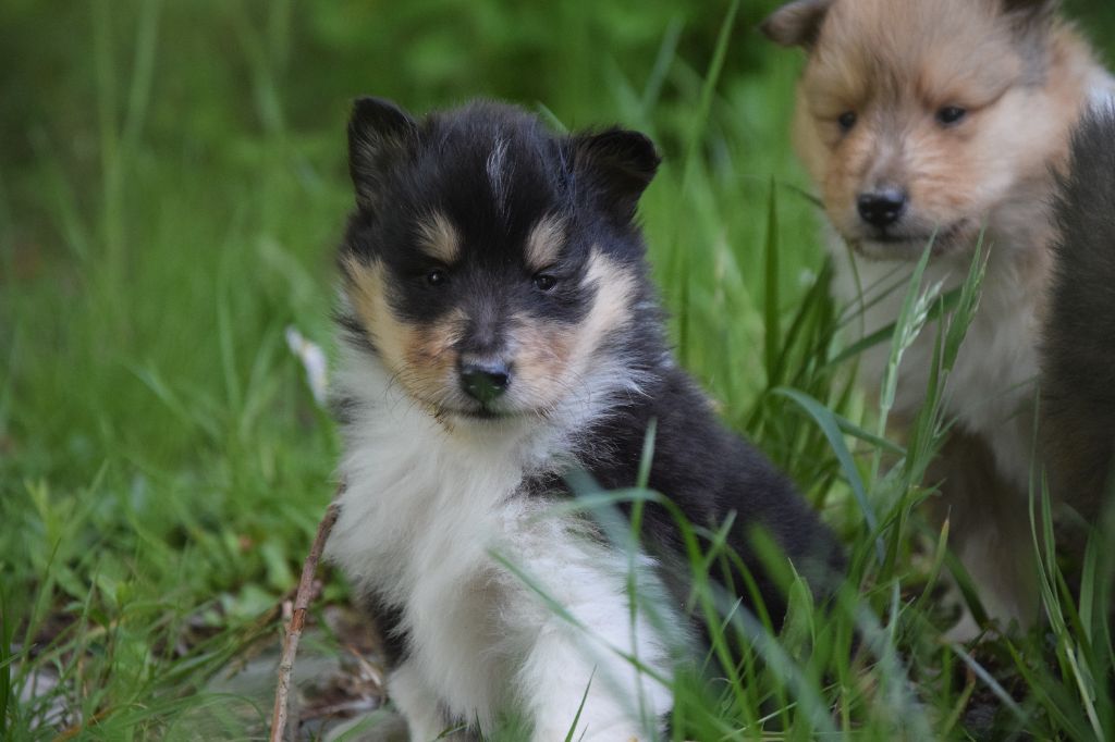 du Jardin des Heliades - Chiots disponibles - Colley à poil long