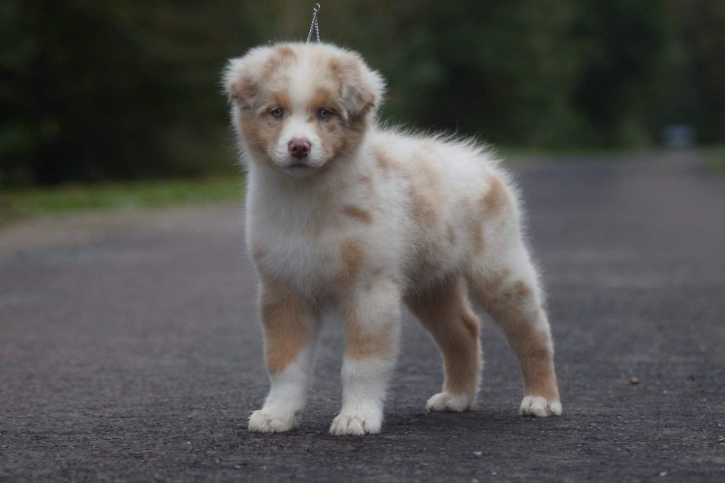 du Jardin des Heliades - Berger Australien - Portée née le 06/08/2021