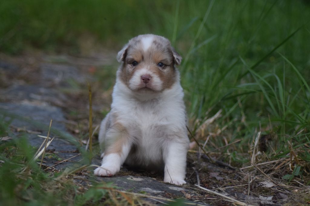 du Jardin des Heliades - Chiots disponibles - Berger Australien
