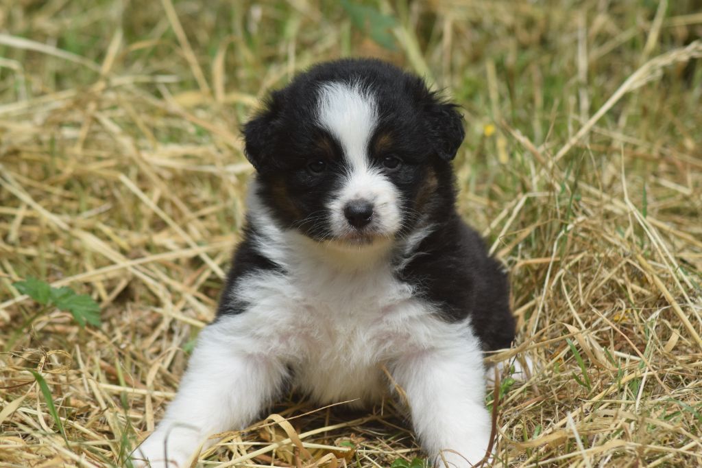 du Jardin des Heliades - Chiots disponibles - Berger Australien