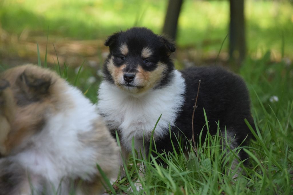 du Jardin des Heliades - Chiots disponibles - Colley à poil long