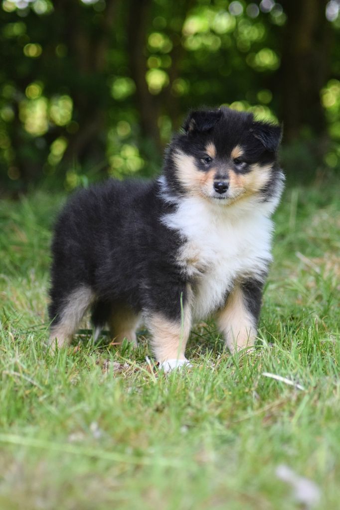 du Jardin des Heliades - Chiots disponibles - Colley à poil long