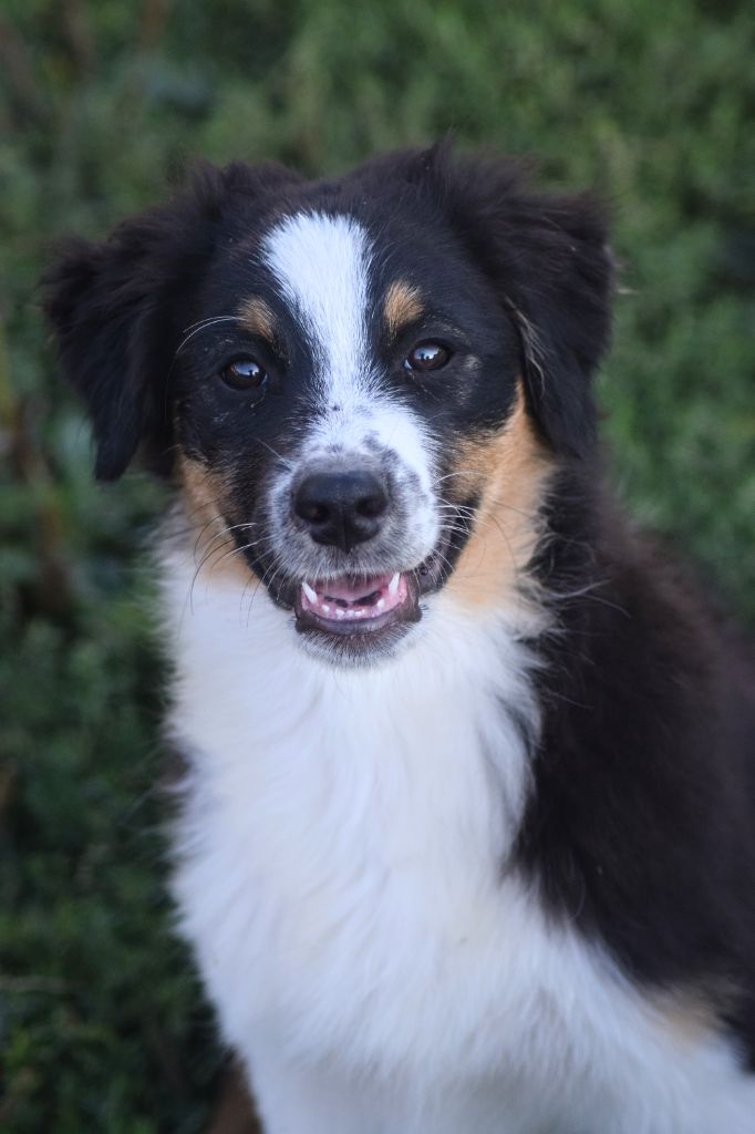 du Jardin des Heliades - Chiots disponibles - Berger Australien