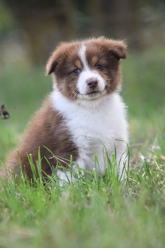 du Jardin des Heliades - Chiots disponibles - Berger Australien