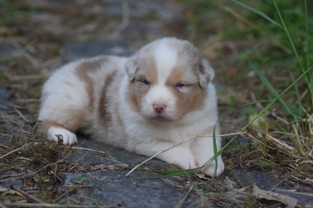 du Jardin des Heliades - Chiots disponibles - Berger Australien