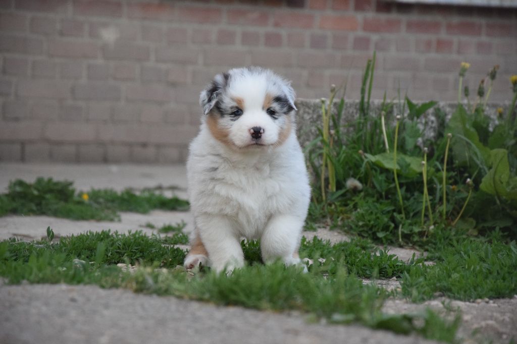 du Jardin des Heliades - Chiots disponibles - Berger Australien