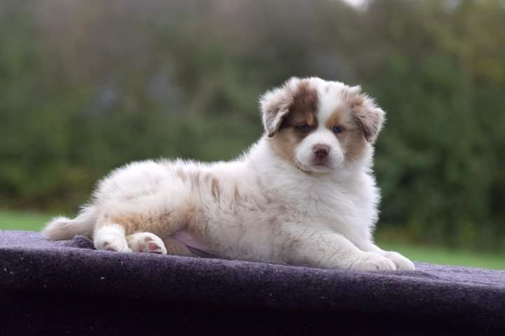 du Jardin des Heliades - Berger Australien - Portée née le 17/08/2020