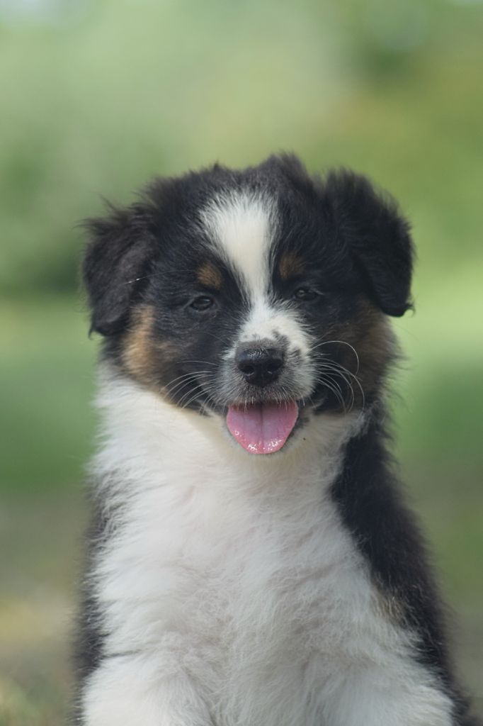 du Jardin des Heliades - Chiots disponibles - Berger Australien