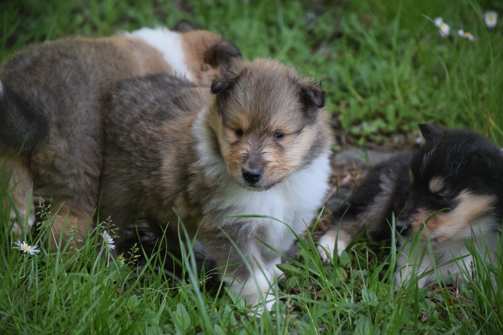 du Jardin des Heliades - Chiots disponibles - Colley à poil long