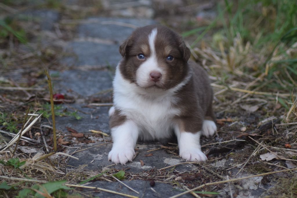 du Jardin des Heliades - Chiots disponibles - Berger Australien