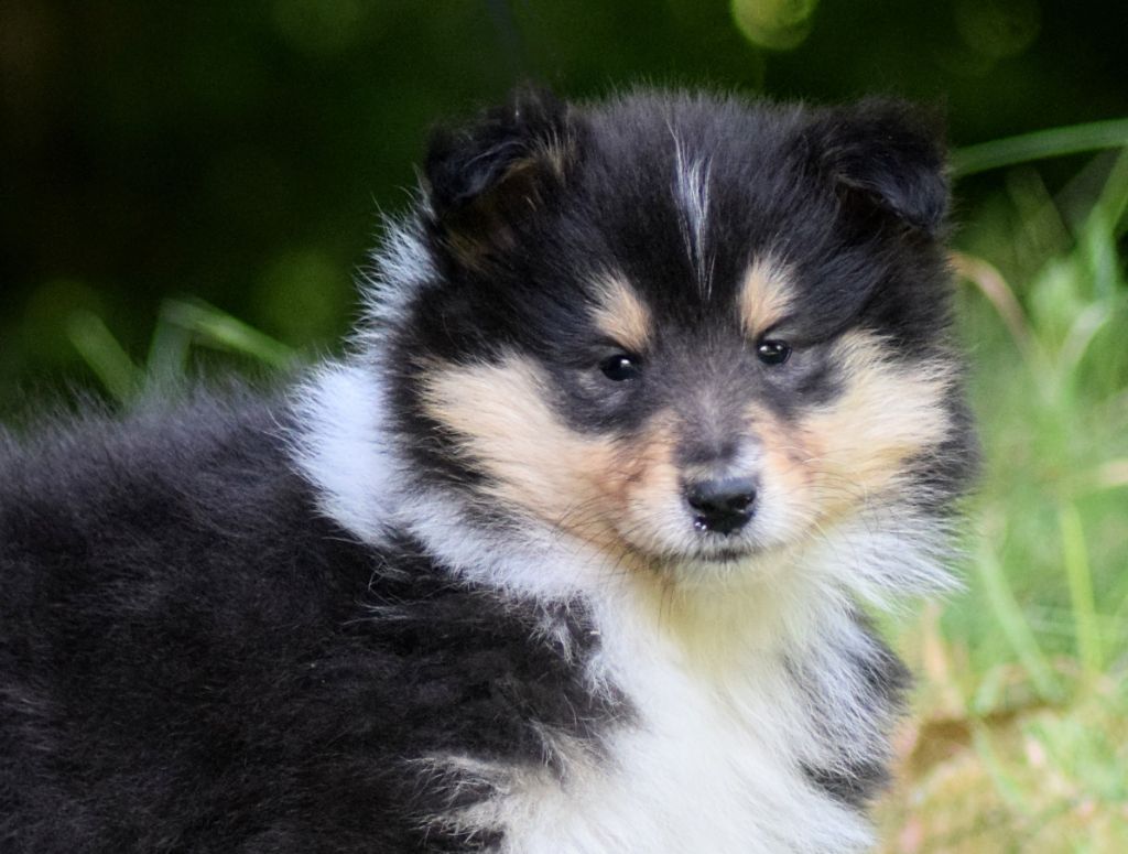 du Jardin des Heliades - Chiots disponibles - Colley à poil long