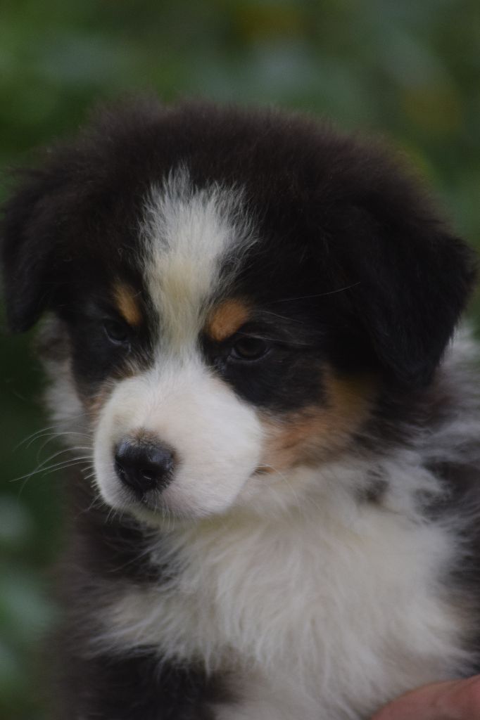 du Jardin des Heliades - Berger Australien - Portée née le 06/05/2020