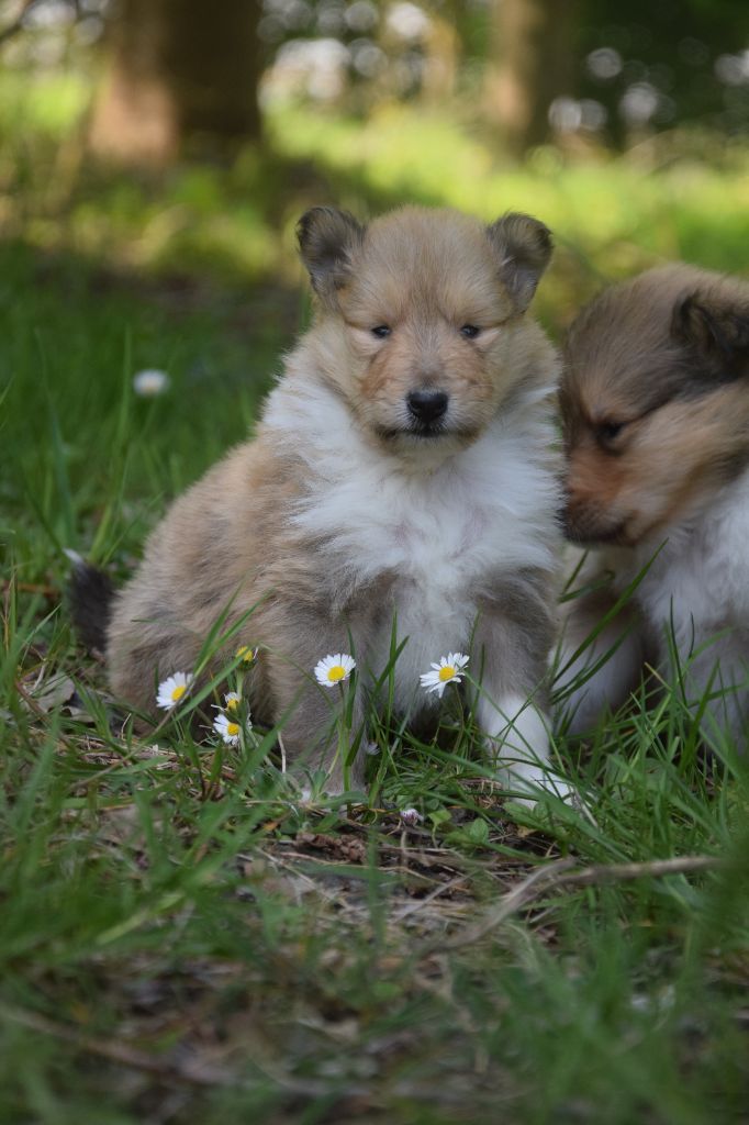du Jardin des Heliades - Chiots disponibles - Colley à poil long