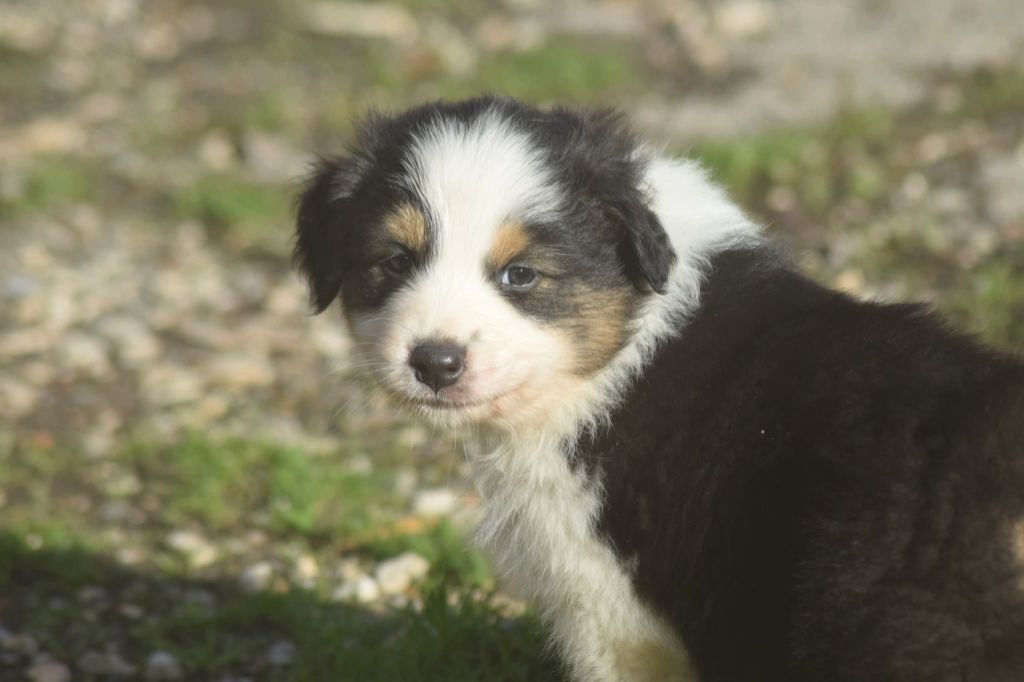 du Jardin des Heliades - Chiots disponibles - Berger Australien