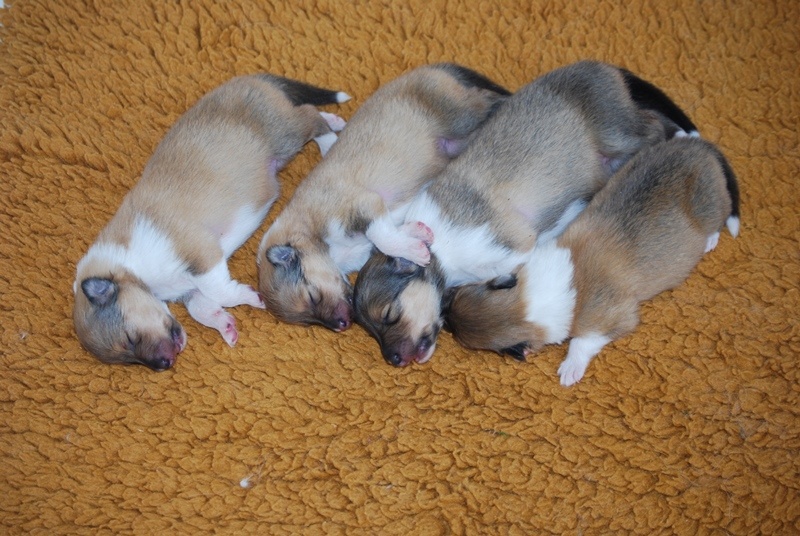Chiot Colley à poil long du Jardin des Heliades