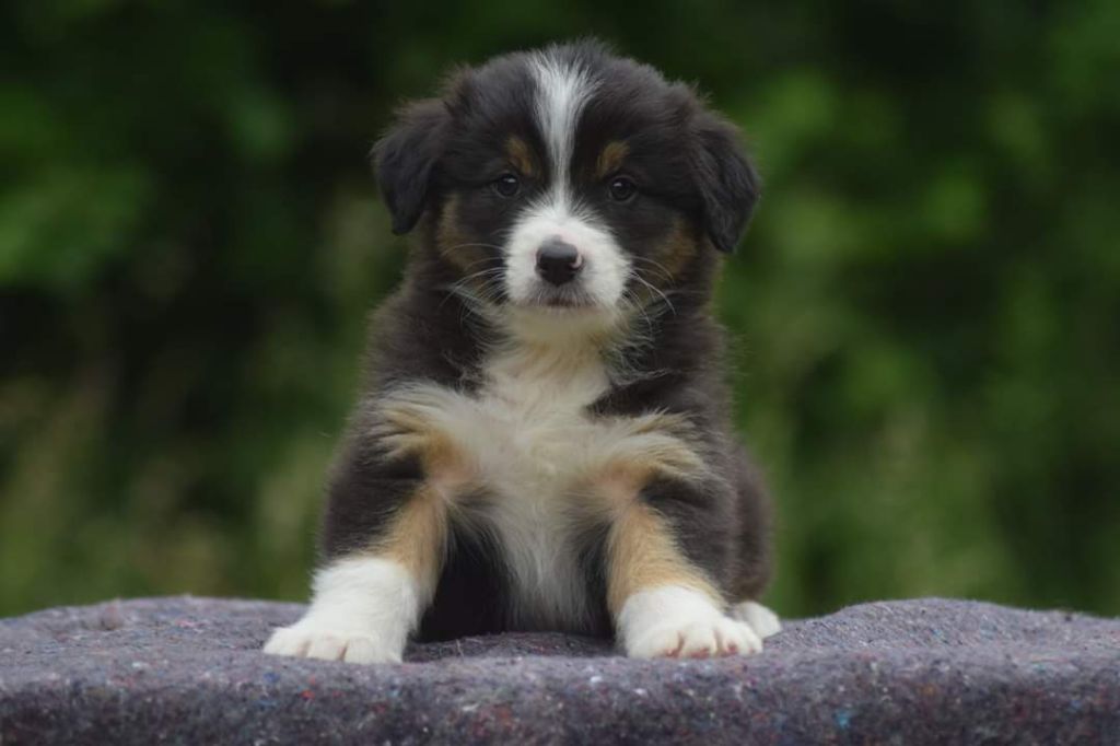 du Jardin des Heliades - Berger Australien - Portée née le 16/04/2020