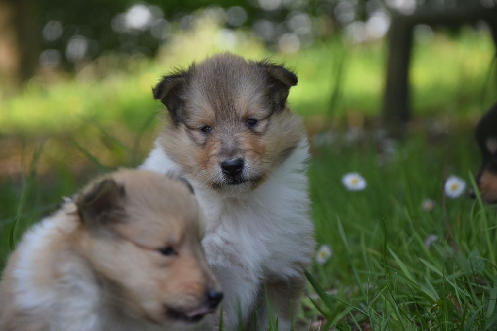 du Jardin des Heliades - Chiots disponibles - Colley à poil long