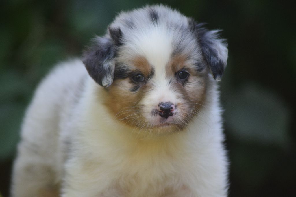 du Jardin des Heliades - Berger Australien - Portée née le 23/05/2018
