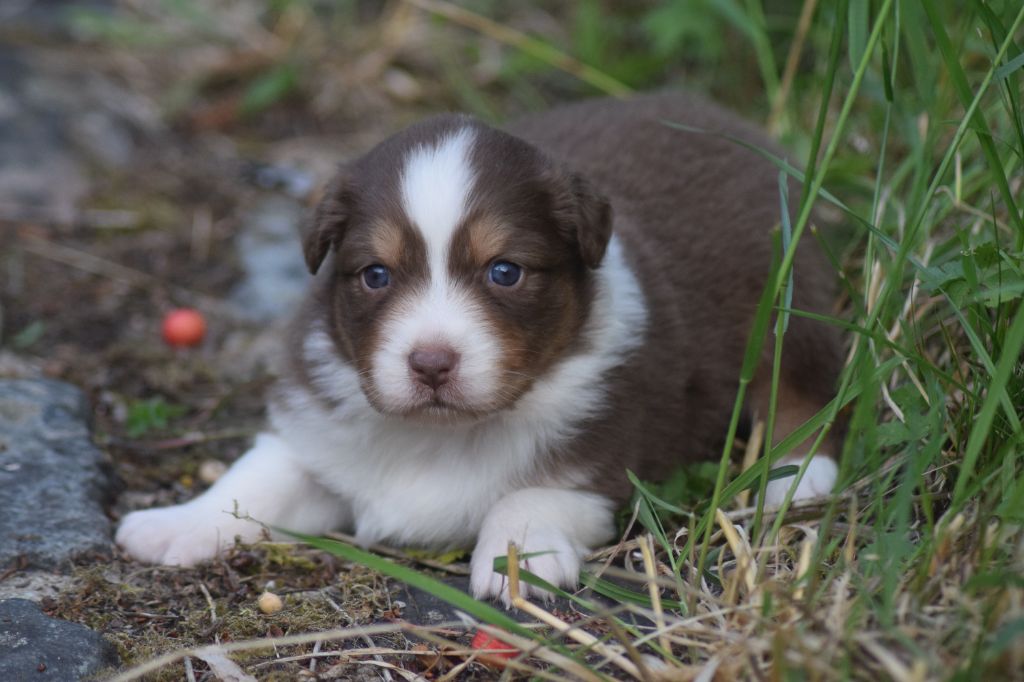 du Jardin des Heliades - Chiots disponibles - Berger Australien