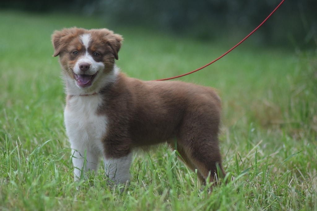 du Jardin des Heliades - Berger Australien - Portée née le 01/04/2018