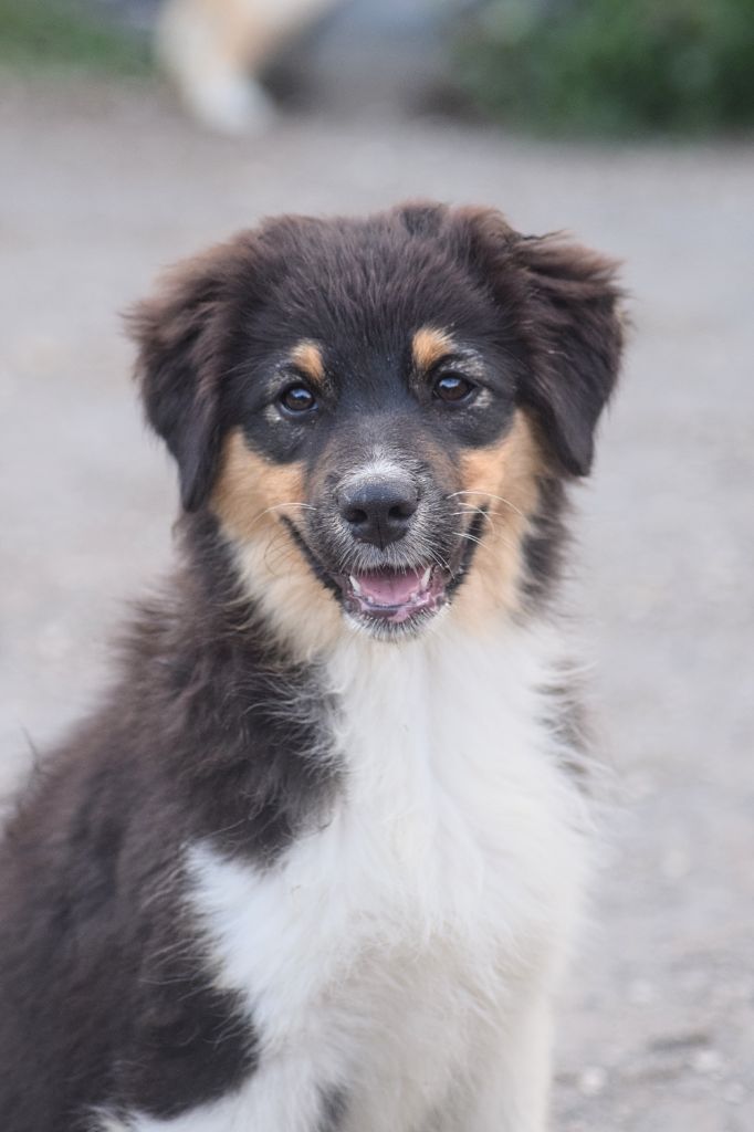 du Jardin des Heliades - Chiots disponibles - Berger Australien