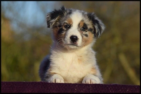 du Jardin des Heliades - Berger Australien - Portée née le 24/10/2016
