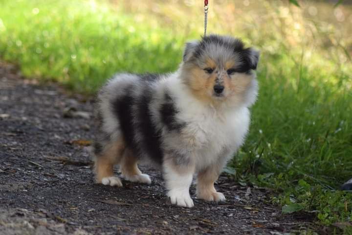 du Jardin des Heliades - Colley à poil long - Portée née le 15/08/2020
