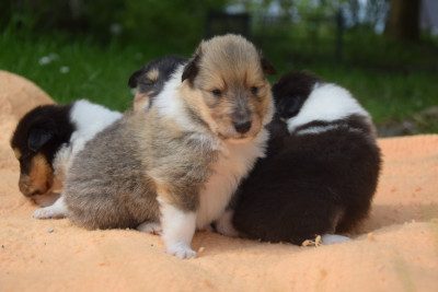 Chiot N°2