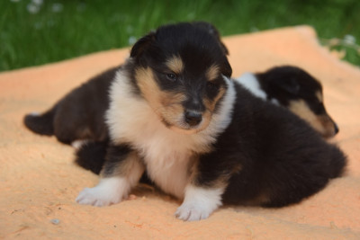 Chiot N°4