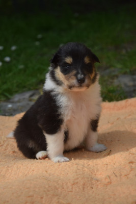 Chiot N°6