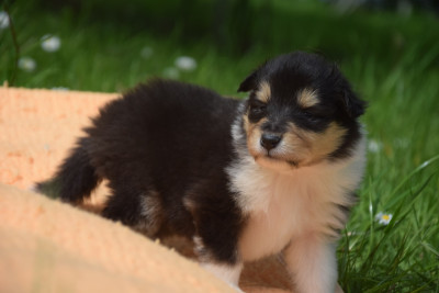 Chiot N°1
